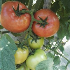 供应优质红果及硬粉露地粉王西红柿