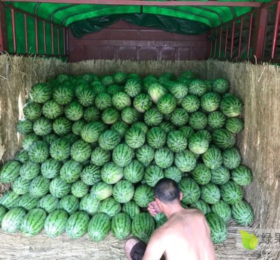 冠龙价格