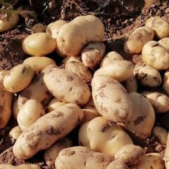 2019高密土豆个头大，颜色好看