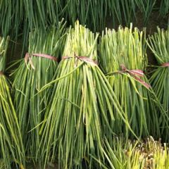 收小葱净聪，大量收小葱净聪粗度不超过香烟