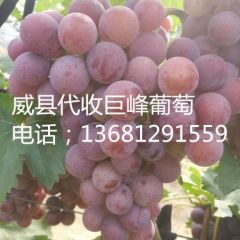 河北省威县巨峰葡萄销售中心电话