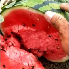 货源充足，颜色红，甜度非常甜