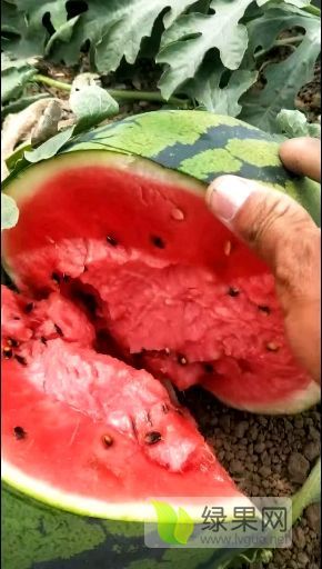 甜王系列价格