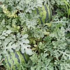 陕西华阴河滩西瓜甜王量大从优