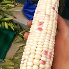 江苏徐州丰县黏玉米大量上市