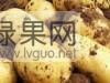 辽宁盘山石新大金村88亩荷兰15土豆现已开始上市