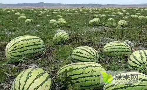 硒砂瓜价格