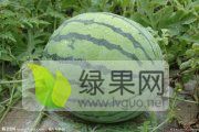 扶沟万亩西瓜基地