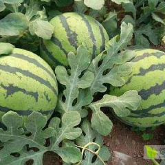 你们好我是做西瓜代办。