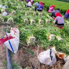 芹菜大量上市，欢迎来采购。