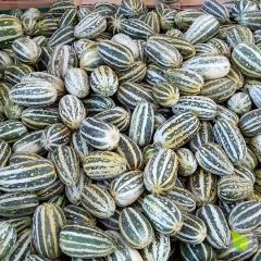 山东博洋91甜瓜产地