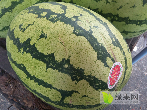 2019年宁夏中宁硒砂瓜价格