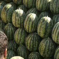 凌海右卫镇赵二代收西瓜