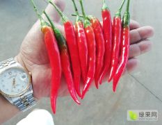 云南高原小米红辣椒，品质一流，5公斤起批