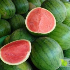 河南太康优质西瓜，保证市场最低价，15年老店诚信