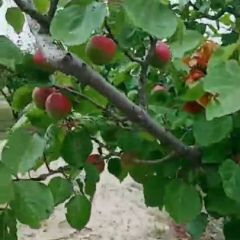 宁夏特产红梅杏上市了