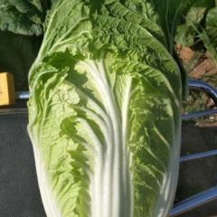 黄心白菜质量优良欢迎选购