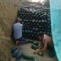 太康县高贤乡黑美人西瓜物美价廉！货源充足。