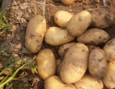 荷兰十五土豆大批量出售