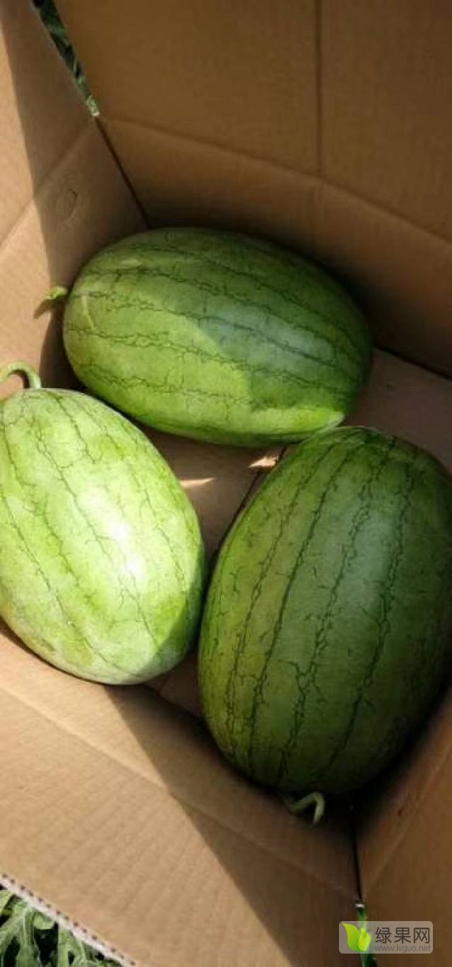 宁安市小凤西瓜大量上市了