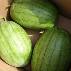 宁安市小凤西瓜大量上市了