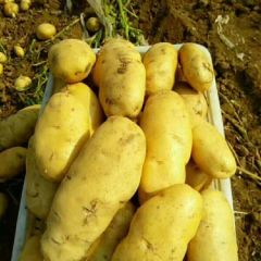 荷兰15土豆！诚信代收