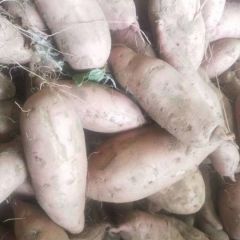 河南开封祥符区龙薯九号红薯，代办代发全国