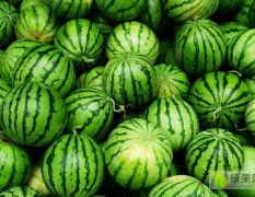 鑫源蔬菜水果代收