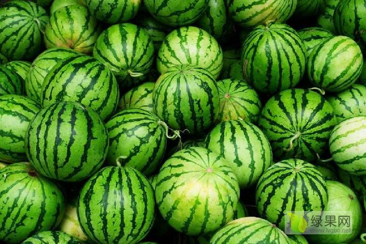 2019年河南通许8424西瓜价格