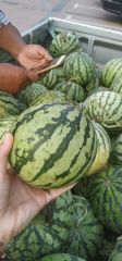 自家种植的天山美都西瓜寻批发商