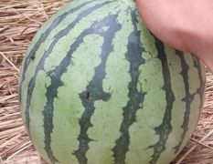 精品8424大量上市