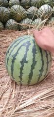 精品8424大量上市
