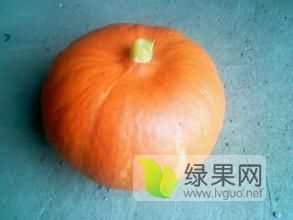 大量供应辽宁凌海南瓜