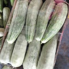 费县甜瓜以大量上市。价格低货源足。