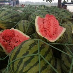 河南西瓜诚信代办代发主要品种冠龙，8424，西农八号，黑无籽，黑美人