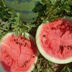开封西瓜，皮薄瓤甜籽少，欢迎致电