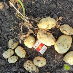 沈阳新民土豆大量上市