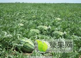花皮无籽价格