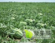湖北省汉川市无限供应西瓜，绝对香甜可口