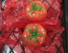 广州江南专业代卖西红柿