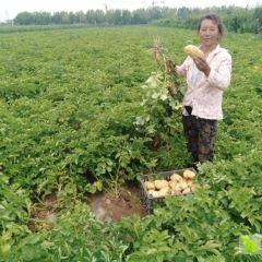 市场价格大量销售荷兰7土豆