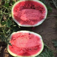 精品美都 冠龙 京欣 秦红208 龙卷风 8424大量上市，诚信代发