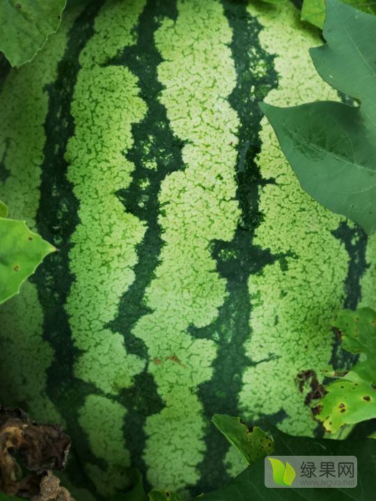 硒砂瓜价格
