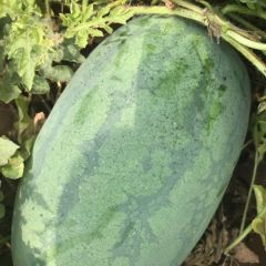 威县新红宝龙卷风西瓜