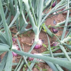 甘肃陕西红进入倒计时模式，欢迎朋友们的加入