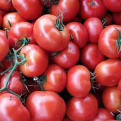 莘县河店镇大红西红柿还有10万斤