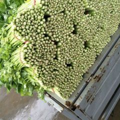 铜山芹菜名扬天下,黄集王利诚信合作