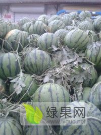 皖北石湖西瓜交易中心