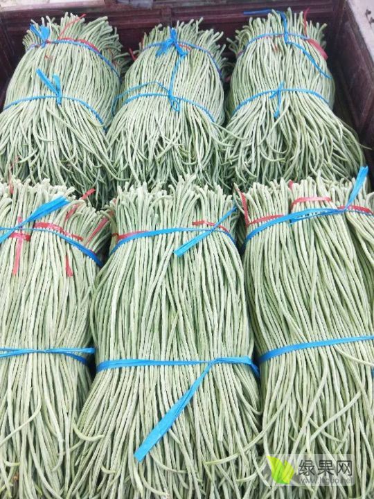 2019年山东莘县绿龙豆角价格