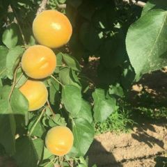 陕西杏子批发基地个头大色度好